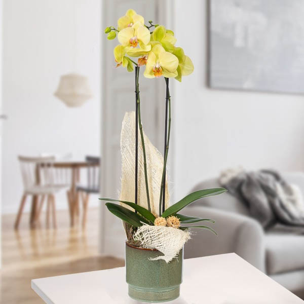 Send Yellow Orchid Plant Online