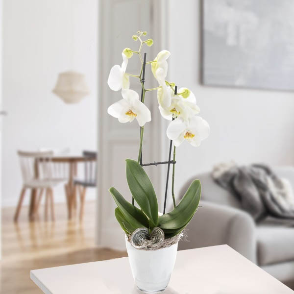 Send 2 Orchids With White Blossoms Online