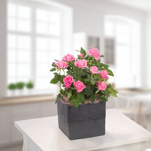 Send Pink Rose Plant in Pot Online