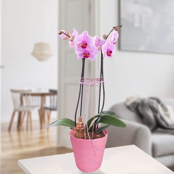 Send Pink Orchid with Buddha Stick Online