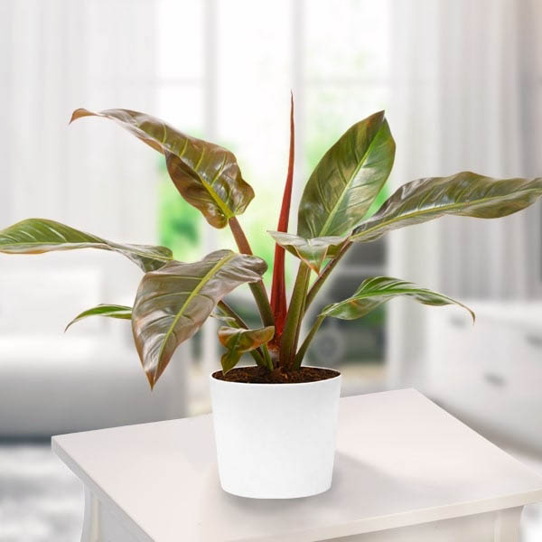 Send Philodendron Imperial Red Online