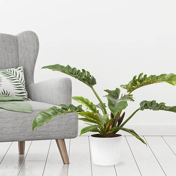 Send Philodendron Narrow Online