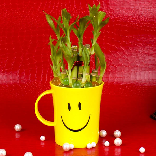 Send Good Luck Bamboo Plant in a Smiley Mug Online