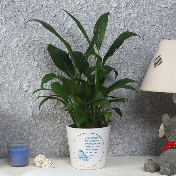 Send Lush Green Peace Lily Plant Online