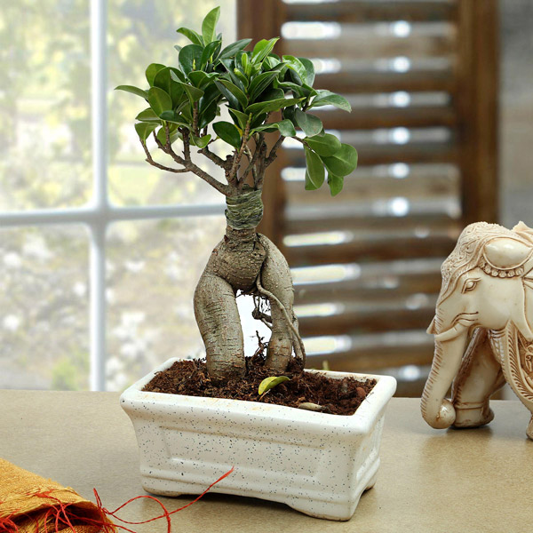 Send Bonsai Beauty Online