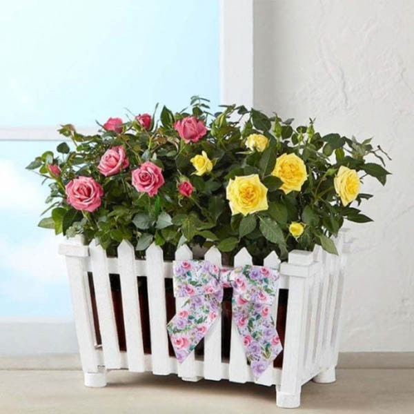 Send Blooming Plant with White Picket Fence Online