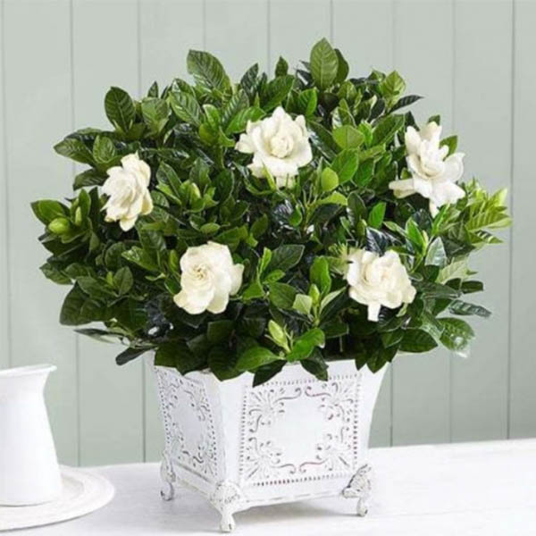 Send Gardenia Gifts for Plant Lovers Online