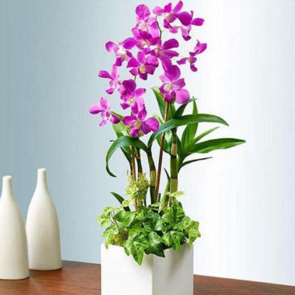 Send Dendrobium Orchid Stems Online