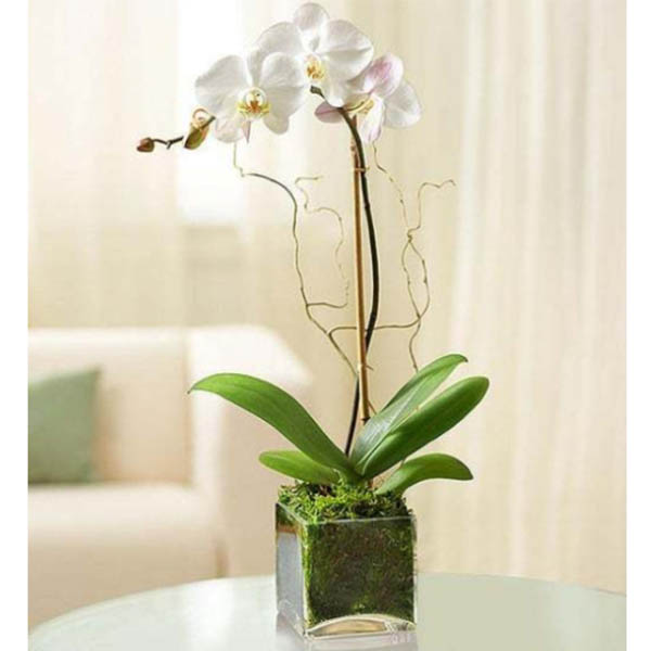 Send Phalaenopsis Orchid Online