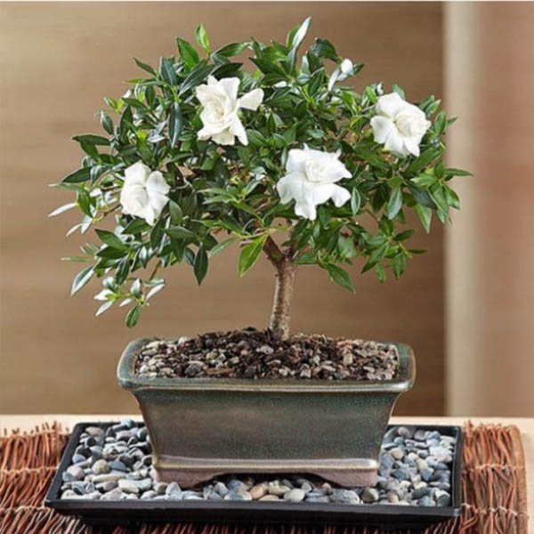 Send Gardenia Bonsai Gift Online