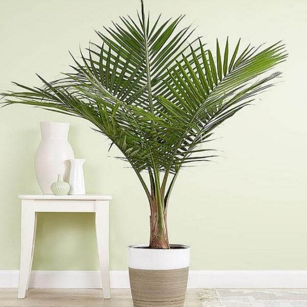 Send Air-Purifying Majesty Palm Plant Online
