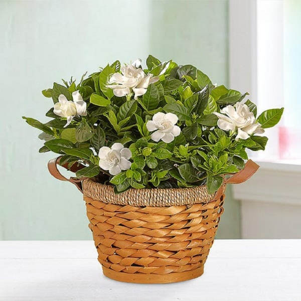 Send Gardenia Plant with Woven Basket Online