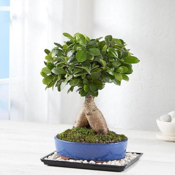 Send Ginseng Grafted Ficus Tree Online