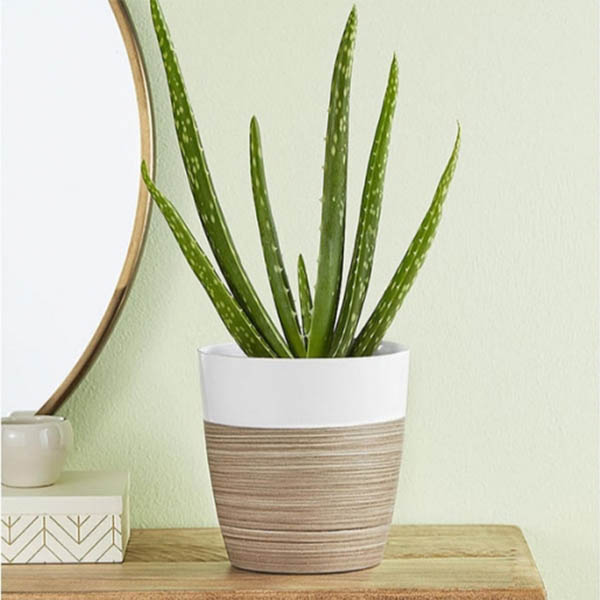 Send Aloe Vera Plant Gift Online