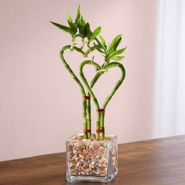 Send Double Heart Bamboo Plant with Glass Planter Online