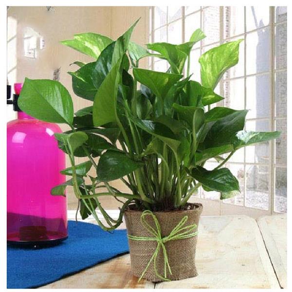 Send  Money Plant with Vase Online
