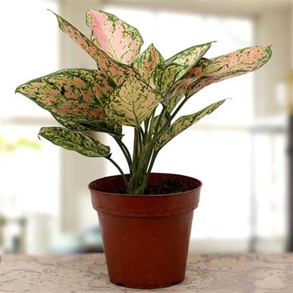Send Mothers Day Aglaonema plant Online