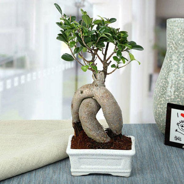 Send Splendid Ficus Ginseng Bonsai Plant Online