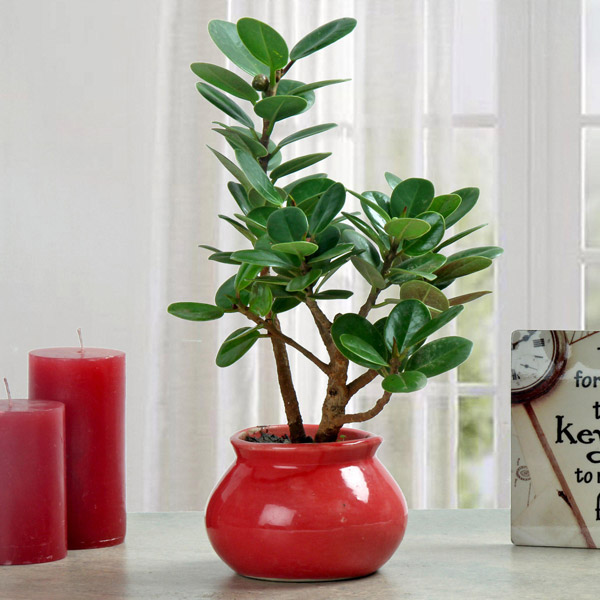 Send Green Ficus Dwarf Beauty Plant Online