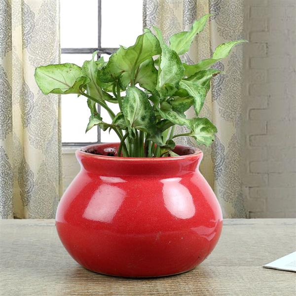 Send Syngonium Plant With Red Vase Online