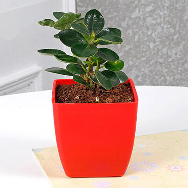 Send Gorgeous Ficus Compacta Plant Online