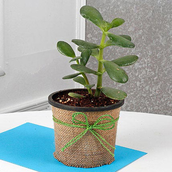 Send Cute Crassula Ovata Plant Online
