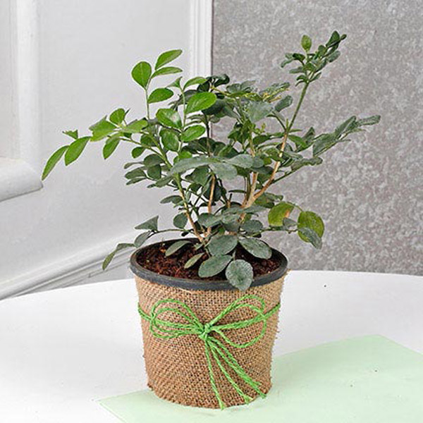 Send Evergreen Muraiya Exotica Dwarf Plant Online