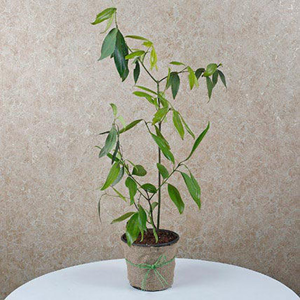 Send Spicy Bay Leaf Plant Online