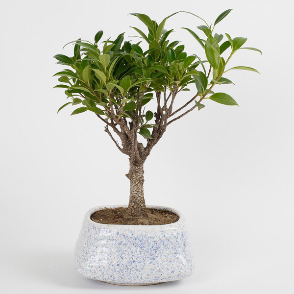 Send Evergreen Ficus Ball Shaped Bonsai Plant Online