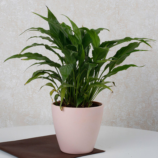 Send Cheerful Peace Lily Plant Online