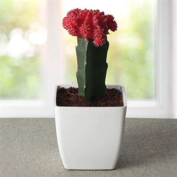 Send Bring Your Moon Cactus Plant Online