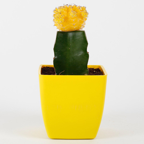 Send Vibrant Yellow Grafted Cactus Plant Online
