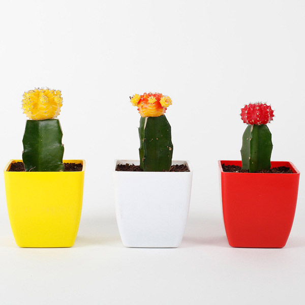 Send Set of 3 Grafted Cactus Plants Online