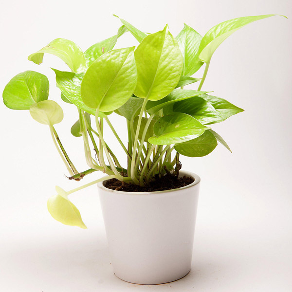 Send Golden Money Plant in Ceramic White Pot Online