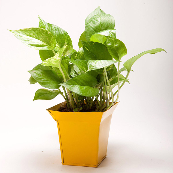 Send Green Money Plant in Bucket Shaped Metal Pot Online