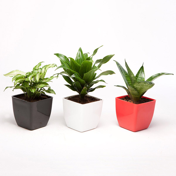 Send Set of 3 Green Plants in Plastic Pots Online
