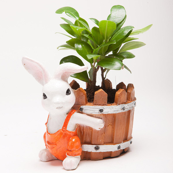 Send Ficus Compacta Plant in Resin Rabbit Pot Online