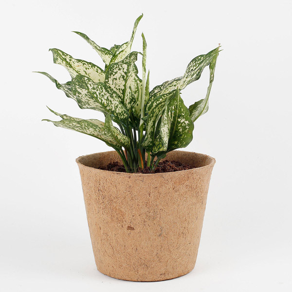 Send Silver Aglaonema Plant in Earthy Brown Coir Pot Online