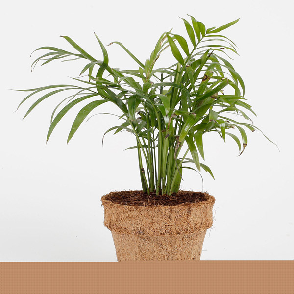 Send Bamboo Palm Sefreizi Plant in Coir Pot Online