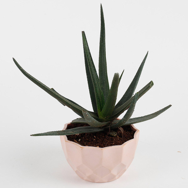 Send Aloe Vera Plant in Pink Diamond Cut Melamine Pot Online