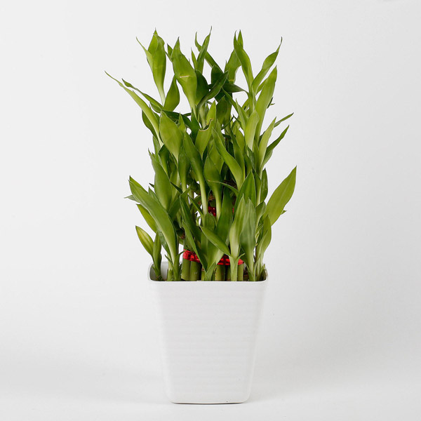 Send 3 Layer Bamboo Plant in Striped Imported Plastic Pot Online