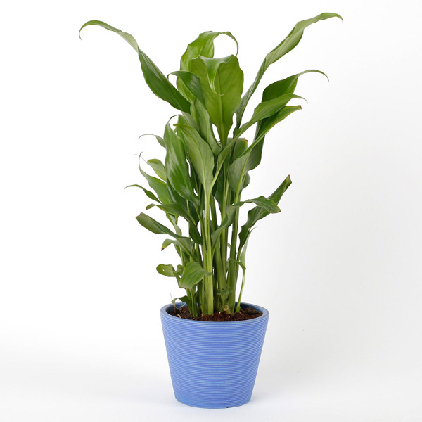 Send Peace Lily Plant in Blue Recycled Plastic Mini Pot Online