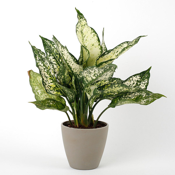 Send Silver Aglaonema Plant in Recycled Plastic Pot Online