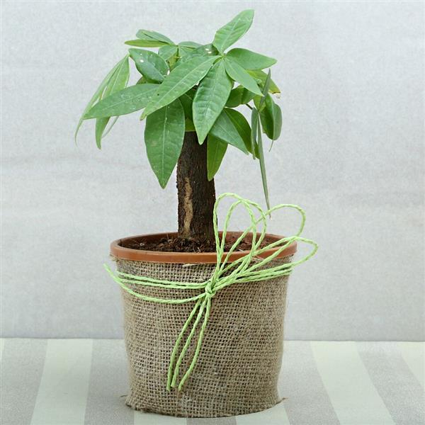 Send Lucky Pachira Bonsai Plant Online