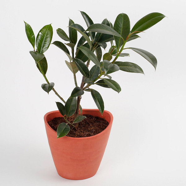 Send Ficus Elastica Plant in Half Moon Recycled Plastic Pot Online