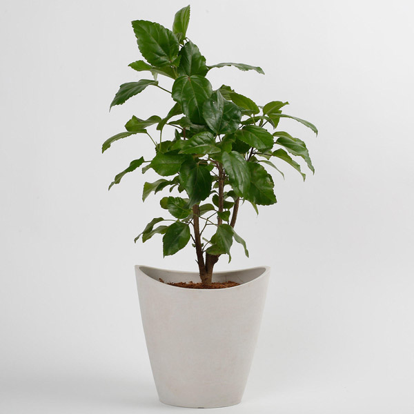 Send Hibiscus Plant in White Half Moon Recycled Plastic Pot Online