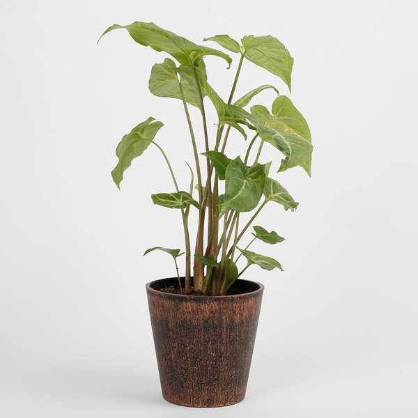 Send Syngonium Plant in Recycled Pot- Copper Online