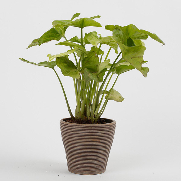 Send Syngonium Plant in Recycled Plastic Lining Pot- Taupe Online