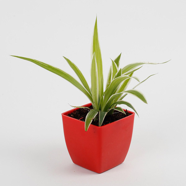 Send Spider Plant in Imported Plastic Pot Online