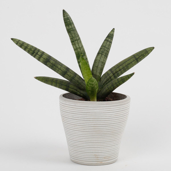 Send Sansevieria Cylindrica Plant in Recycled Plastic Lining Pot Online